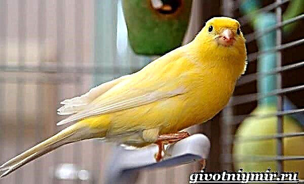Nyumbani canary