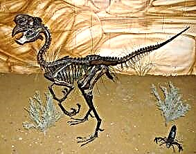 Oviraptor, Oviraptor