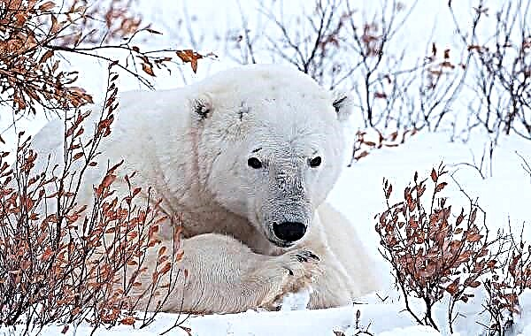 Polar Bear: Morena oa Leboea