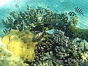 Ang cuttlefish squid, Mollusks, type Mollusca, ilawom sa dagat sa kalibutan - Atlas, litrato, video