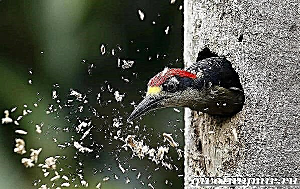 Mahusay na Spotted Woodpecker - Forest nars