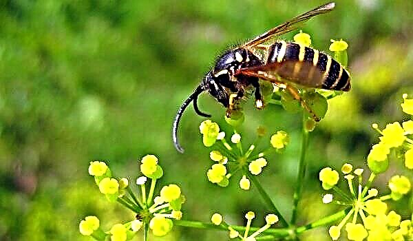 Wasp - መግለጫ ፣ ፎቶዎች ፣ ቪዲዮ ፣ ክልል ፣ ምግብ ፣ ጠላቶች ፣ አስደሳች እውነታዎች