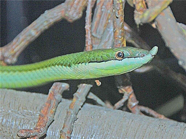 Long-nosed philodrios: ata reptile