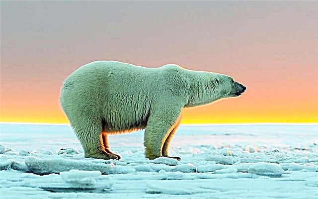 Hladni Arktik i životinje koje žive na ovoj zemlji