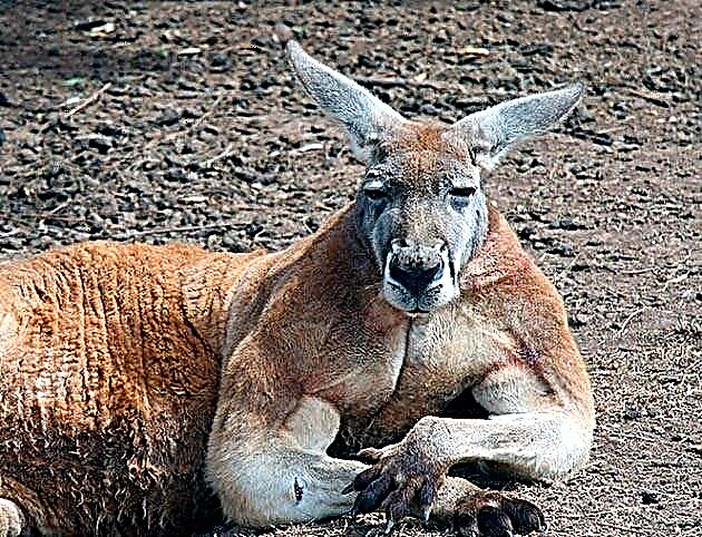 Kanguru (lat