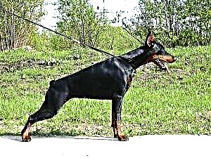 Doberman - glæsilegur hundur með opinbera eiginleika