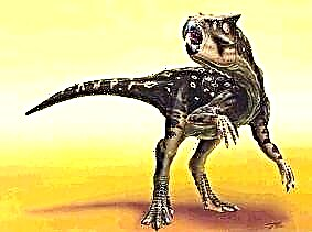 Psittacosaurus: دایناسور طوطی