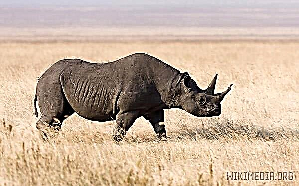 Rhino reş