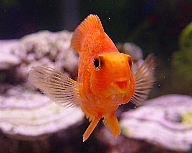 რა არის თევზის მეხსიერება? ექსპერიმენტები და სახეობების განსხვავებები