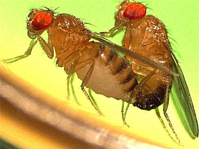 Drosophila flugas en apartamenton: de kie ili venas kaj kiel eliri ilin?