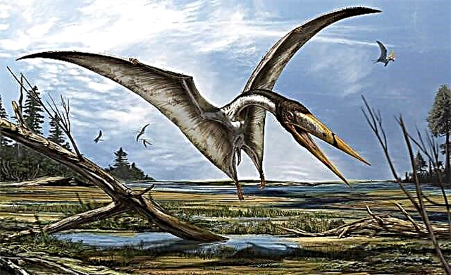 Pterodactyl, Raptor Flying na Rúise, na hAstráile, na hAfraice agus na hEorpa