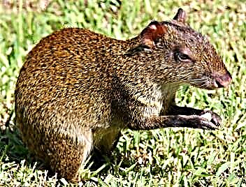 Agouti ili grbavi zec: vrste, stanište, ponašanje
