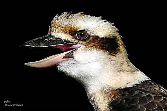 Kookabara - сонирхолтой нэртэй шувуу юм