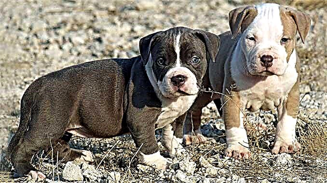 American pit bull terrier - ຄຸນລັກສະນະແລະຄຸນລັກສະນະຂອງສາຍພັນ