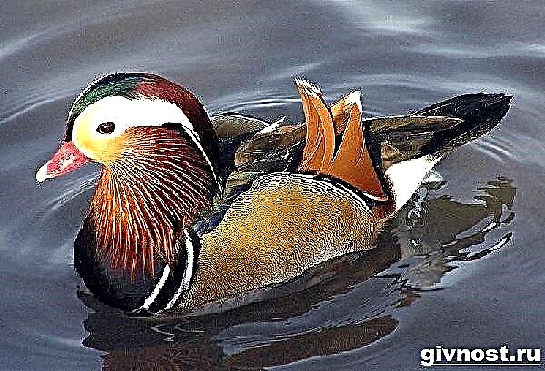 Duck Mandarin Duck. Tangerine Duck Liewensstil a Liewensraum
