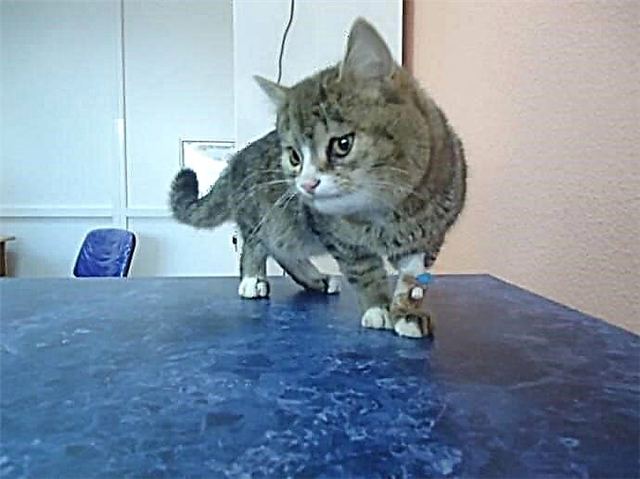 Novosibirsk zoodweerders het 'n kat met 'n vreemde gesig van kinders met klippe gered