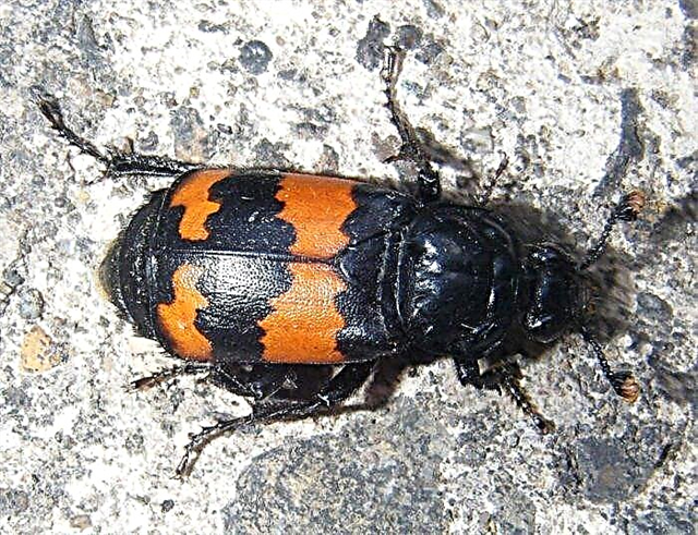 Escaravellos graves: hábitat, comportamento e patróns de cría