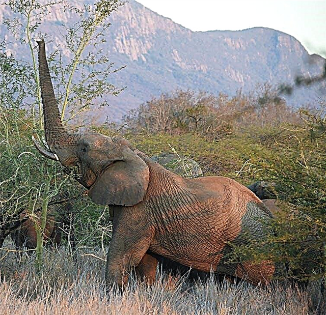 Vind uit waarom olifante in Afrika krimp
