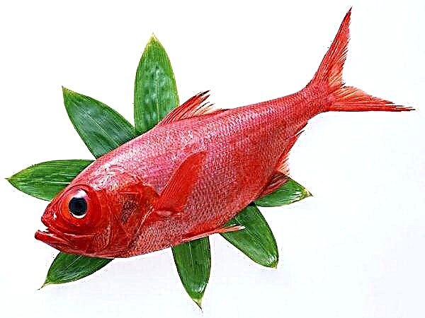 Razgovarajmo o ribi brancina i njegovim korisnim i štetnim svojstvima