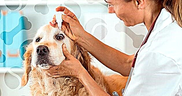 Detaljne informacije o injekcijama i kapi Maksidin za pse