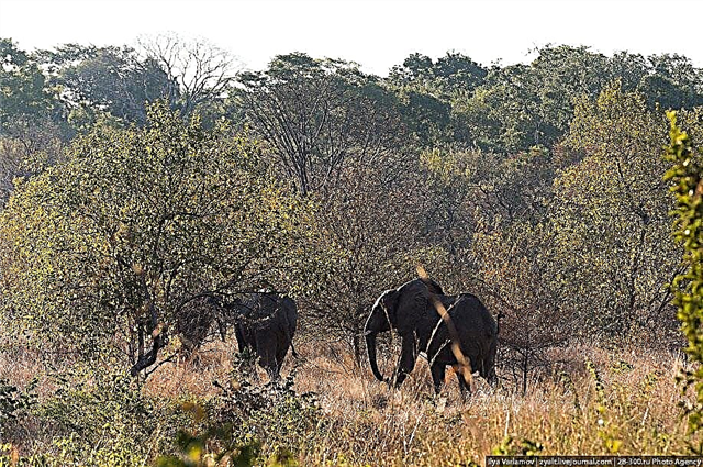 Молния убила четырех слонов на Шри-Ланке
