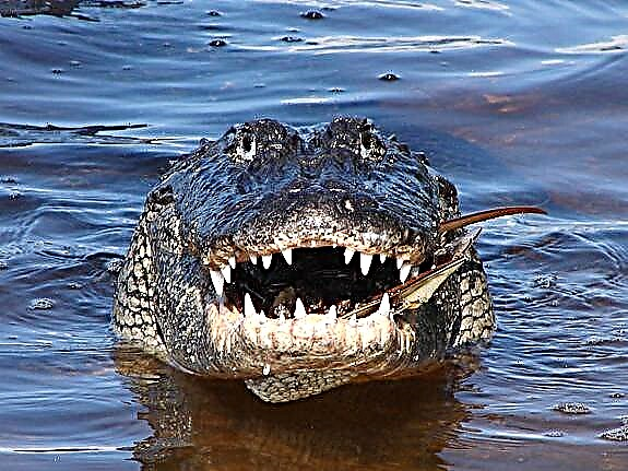 Wat ass den Ënnerscheed tëscht engem Krokodil an engem Alligator
