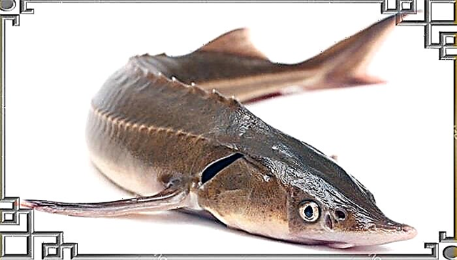 خانواده ماهی خاویاری ماهی خاویاری - استریل