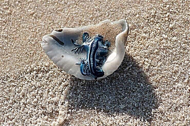 Blue dragon mollusk yokuphila, umsoco nokuzala