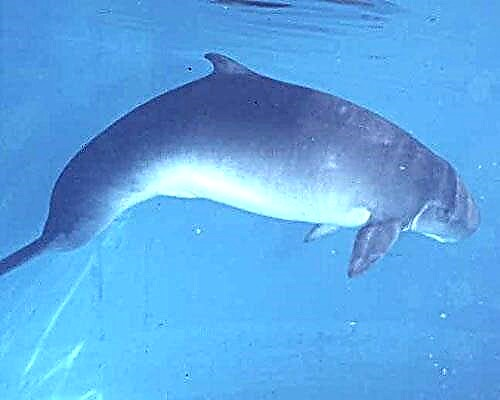 Dwarf Sperm Whale - Manu o le sami loloto