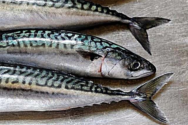 Rusiyada mackerel harada tapılıb?
