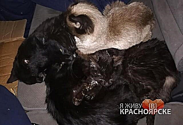 Li Krasnoyarsk, dilxwazan xalîçeyek dîwêr bi pisîk û kûçikan dîtin