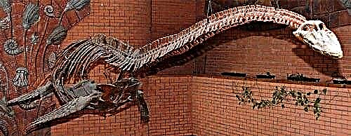 Плезиозаврлар