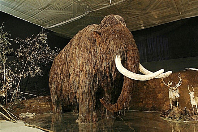 Мамут - потомок на слон