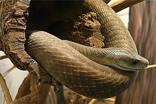Crna mamba - otrovna zmija s crnim ustima