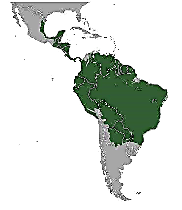 Ocelot - Mərkəzi və Cənubi Amerikanın məkanı olan bir cırtdan bəbir