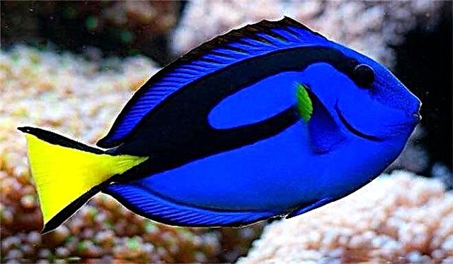 سب سے خوبصورت 15 ایکویریم مچھلی