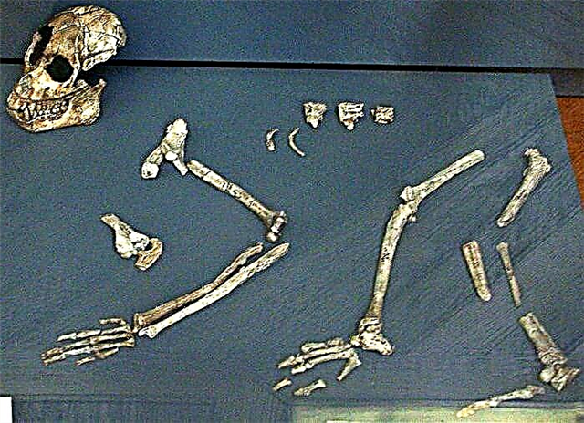 Dryopithecus: periodo de vivo, aspektoj de aspekto kaj vivstilo