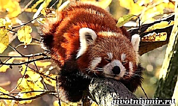 Rooi panda - beskrywing en eienskappe van die ras, habitat en gevangenskap, gewoontes en gedrag