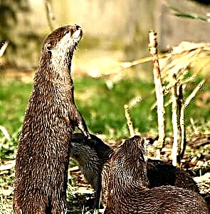 Smooth Otter - Asiyalı həmkarları arasında ən böyüyü