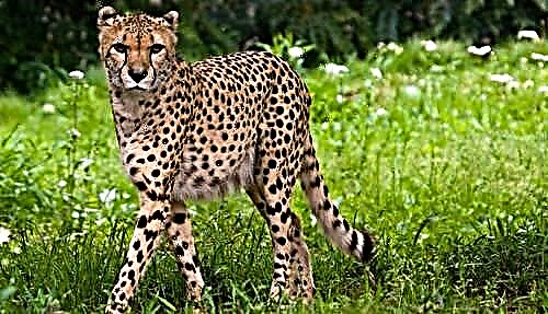 Cheetah - აღწერა, ქვესახეობა, დიაპაზონი, კვება, ქცევა და მოშენება