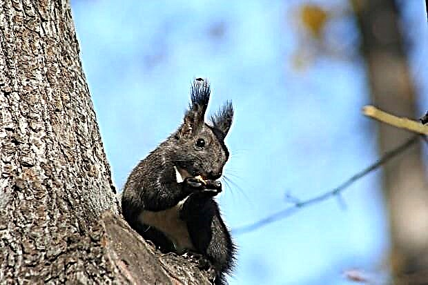 Squirrel wa kawaida au Hopsha (lat
