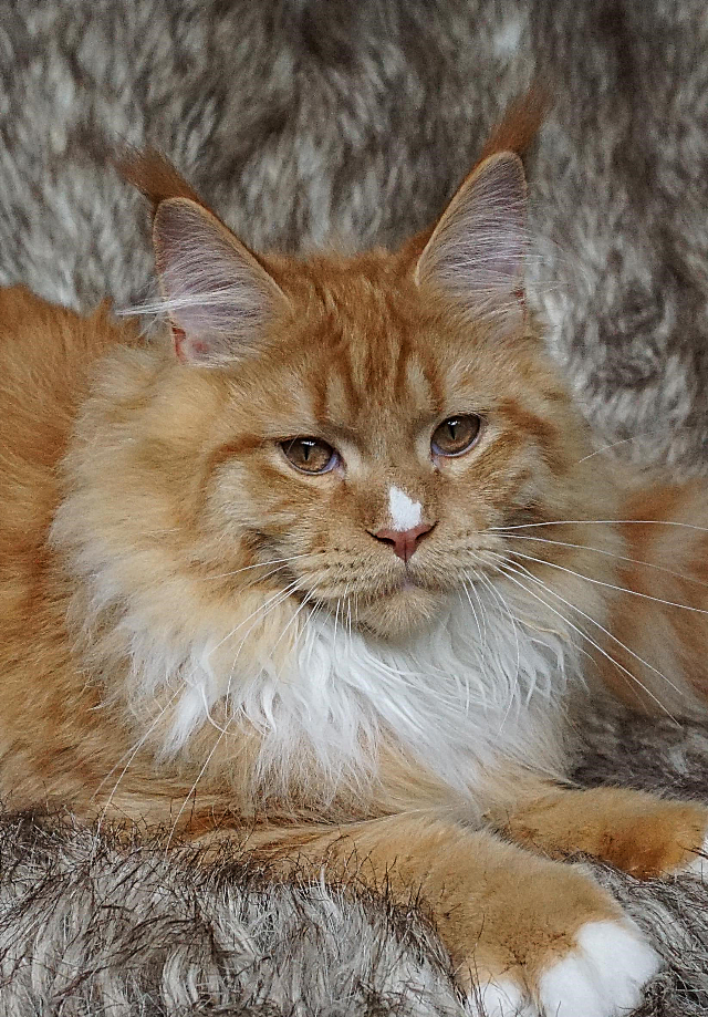 The Association of Moscow and Moscow elite Maine Coon Nurseries in Regio